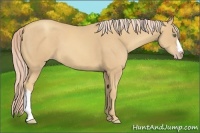 Horse Color:Gold Cream Champagne 