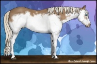 Horse Color:Palomino Splash Frame