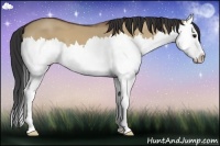 Horse Color:Bay Dun Splash 