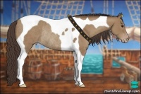 Horse Color:Classic Champagne Tobiano Rabicano 