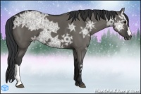Horse Color:Grullo Ice 