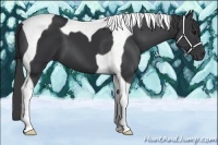 Horse Color:Black Tobiano 
