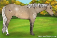 Horse Color:Silver Buckskin 