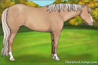 Horse Color:Silver Classic Champagne Sabino 