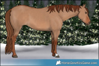 Horse Color:Red Dun