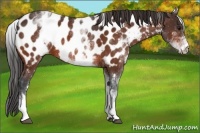 Horse Color:White Spotted Bay Appaloosa Rabicano 