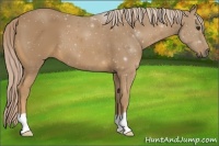 Horse Color:Palomino 