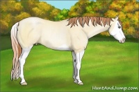 Horse Color:Amber Champagne Pearl Dun Splash Rabicano