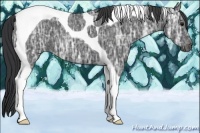 Horse Color:Blue Ice Roan Tobiano