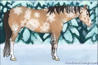Horse Color:White Spotted Amber Champagne Ice Splash 
