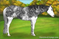 Horse Color:White Spotted Black Ice Splash 
