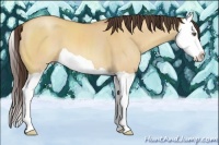Horse Color:Amber Champagne Dun Splash 