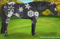 Horse Color:Black Ice 