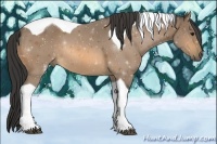 Horse Color:Buckskin Tobiano 