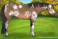 Horse Color:Buckskin Ice Rabicano 