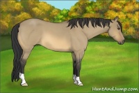 Horse Color:Buckskin Roan Dun 
