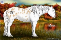 Horse Color:Silver Classic Champagne Splash Appaloosa 