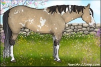 Horse Color:White Spotted Brown Dun Splash