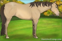 Horse Color:Amber Cream Champagne 
