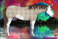 Horse Color:Plaid  Liver Red Dun Roan Splash Rabicano 