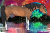 Horse Color:Buckskin Tobiano 