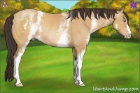 Horse Color:White Spotted Amber Champagne Rabicano