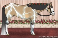 Horse Color:Buckskin Dun Splash Rabicano 