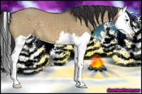 Horse Color:Bay Dun Splash 