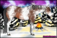 Horse Color:White Spotted Bay Rabicano 