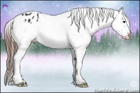 Horse Color:Brown Appaloosa 