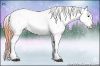 Horse Color:Brown Appaloosa 