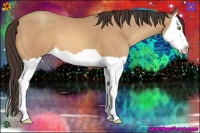 Horse Color:Amber Champagne Splash 