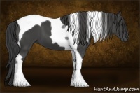 Horse Color:Smoky Black Tobiano