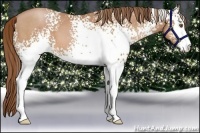 Horse Color:White Spotted Brown Pearl Sabino 