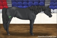 Horse Color:Black 