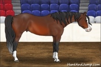 Horse Color:Bay Splash 