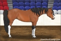 Horse Color:Bay 