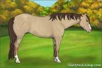 Horse Color:Classic Champagne Dun Sabino 