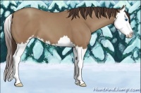 Horse Color:Classic Champagne Sabino Splash
