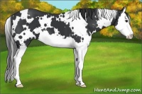 Horse Color:White Spotted Black Splash