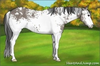 Horse Color:White Spotted Grullo