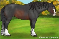 Horse Color:Brown Roan Splash