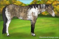 Horse Color:White Spotted Bay Ice Dun