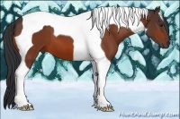 Horse Color:Bay Tobiano 