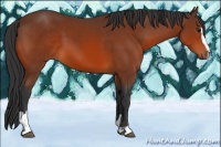 Horse Color:Bay Sabino 