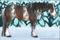 Horse Color:White Spotted Brown Splash 