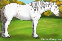 Horse Color:White Spotted Bay Appaloosa Rabicano