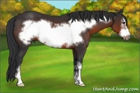 Horse Color:Brown Sabino Frame