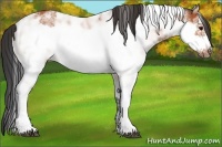 Horse Color:Bay Sabino Frame