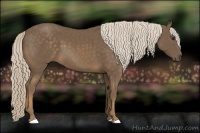 Horse Color:Chocolate Palomino 
